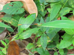 Ceriagrion cerinorubellum