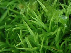 Trichostomum brachydontium