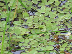 Salvinia minima