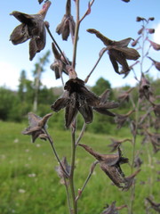 Delphinium triste
