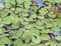 Salvinia minima