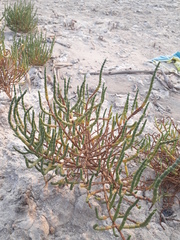 Halocnemum strobilaceum