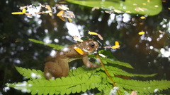 Occidozyga laevis