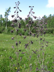 Delphinium triste