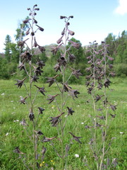 Delphinium triste