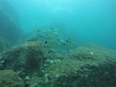 Haemulon steindachneri