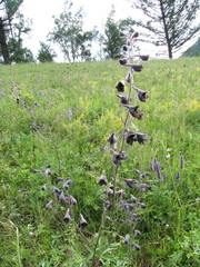 Delphinium triste