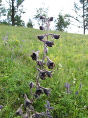 Delphinium triste