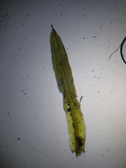 Trichostomum brachydontium