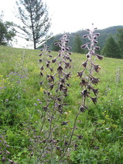 Delphinium triste