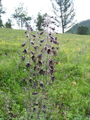 Delphinium triste