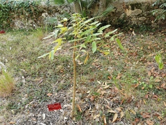 Berberis duclouxiana