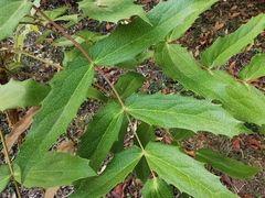 Berberis duclouxiana