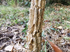 Berberis duclouxiana