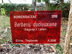 Berberis duclouxiana