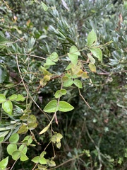 Jasminum streptopus