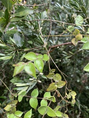 Jasminum streptopus