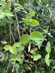 Jasminum streptopus