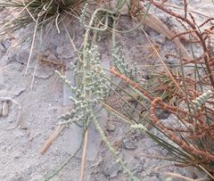 Halocnemum strobilaceum