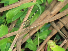 Orthetrum sabina