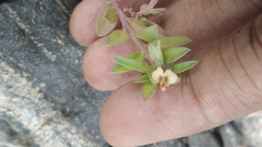 Polygala chinensis