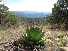 Agave maximiliana