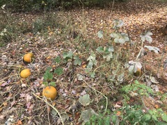 Cucurbita maxima maxima