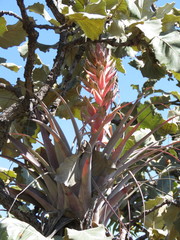 Tillandsia bourgaei