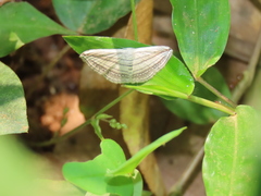 Scopula opicata