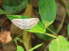 Scopula opicata