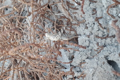 Heteracris