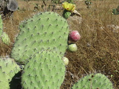 Opuntia hyptiacantha
