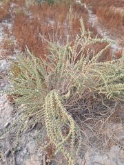 Halocnemum strobilaceum