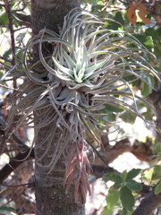Tillandsia macdougallii