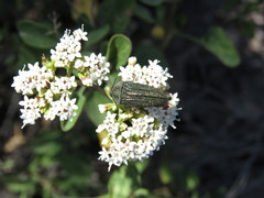 Acmaeodera cuprina