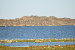 Gavia stellata