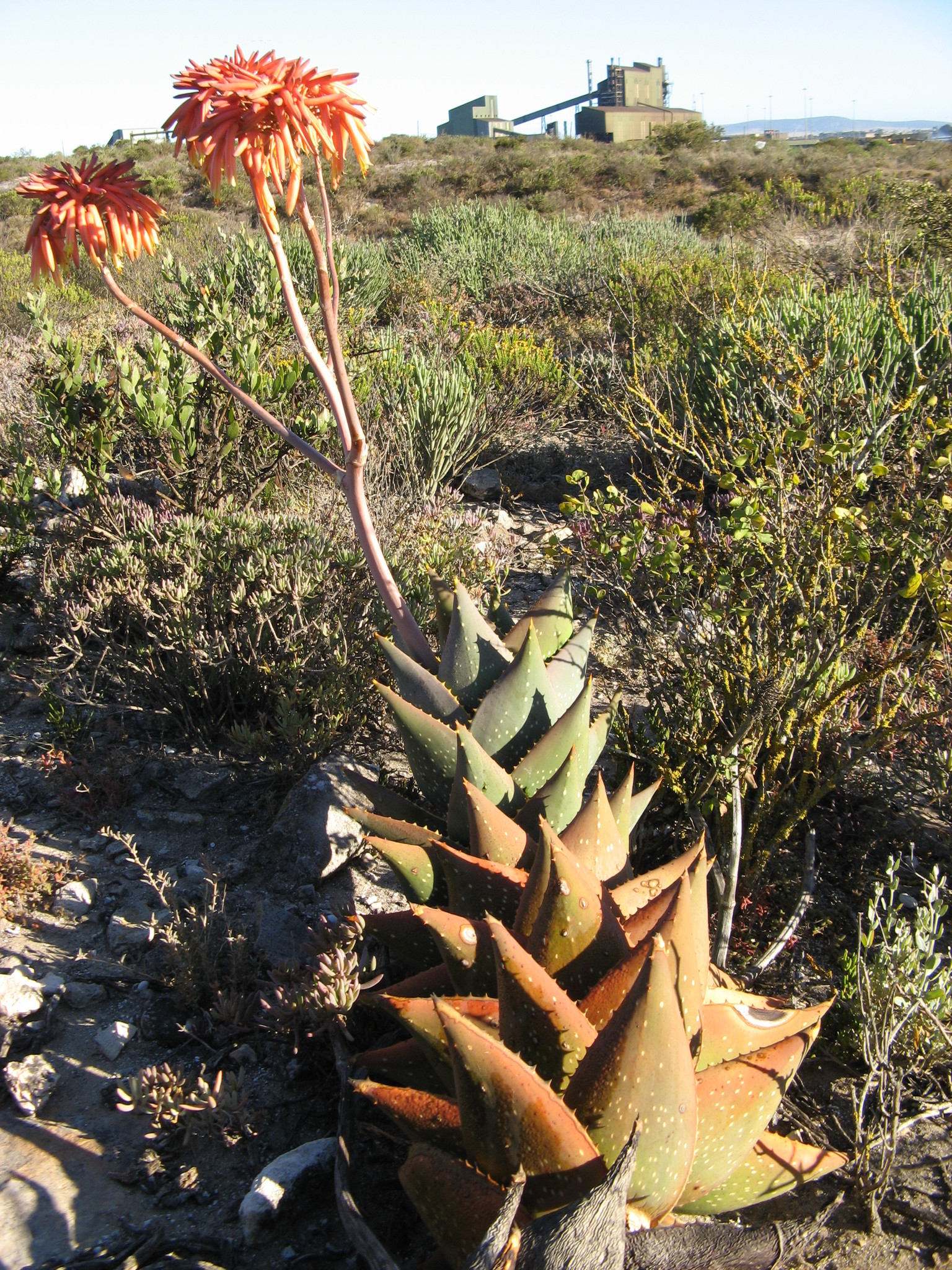 Aloe distans