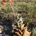 Aloe distans - Photo 由 Nick Helme 所上傳的 (c) Nick Helme，保留部份權利CC BY-SA