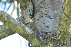 Xiphorhynchus fuscus