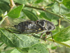 Lyristes plebejus