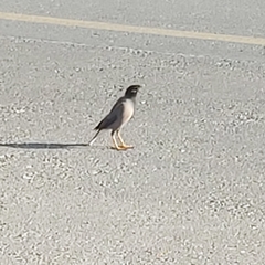 Acridotheres tristis