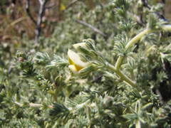 Aspalathus linguiloba