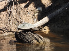 Graptemys sabinensis
