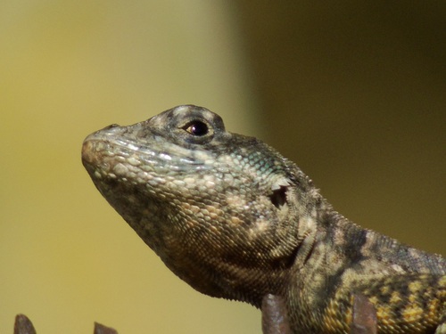 Amazon Lava Lizard, photo 7 of 10