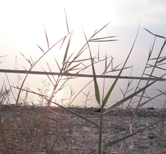 Phragmites australis
