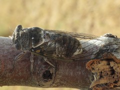 Lyristes plebejus