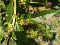 Eriopis connexa