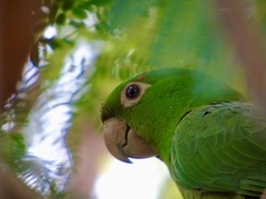 Psittacara leucophthalmus