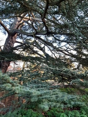 Cedrus deodara