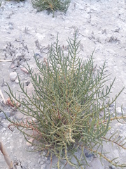 Halocnemum strobilaceum